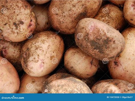 Potato crop stock photo. Image of field, dirt, background - 15472030