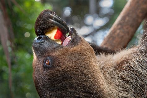 Two-toed Sloth | San Diego Zoo Animals & Plants