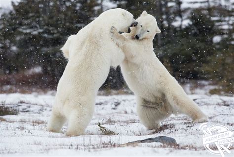 Why Do These Mighty Polar Bears Look Like They Are Dancing the Waltz Rather Than Fighting to the ...