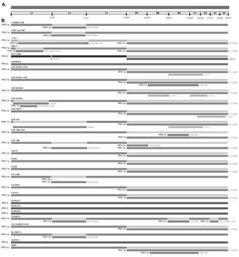 Viruses | Free Full-Text | Analyses and Insights into Genetic Reassortment and Natural Selection ...