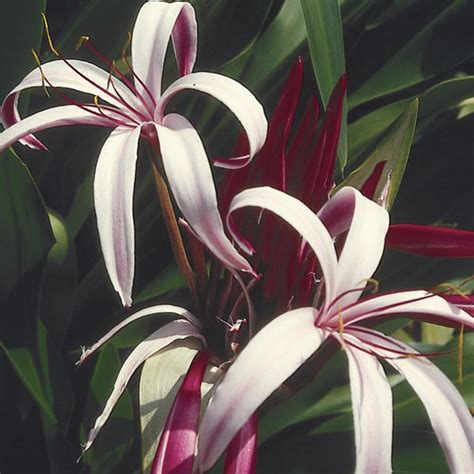 Crinum Lily (Crinum hybrid) - MyGardenLife