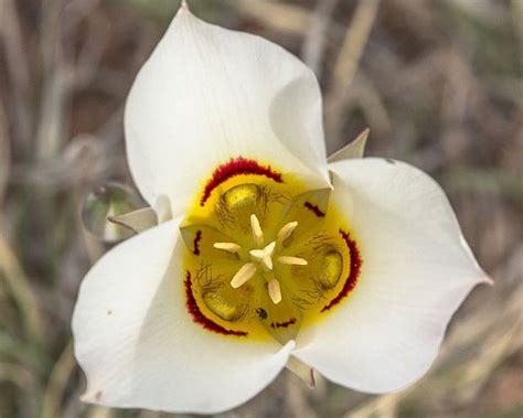 utah state flower sego lily - Temple Packer