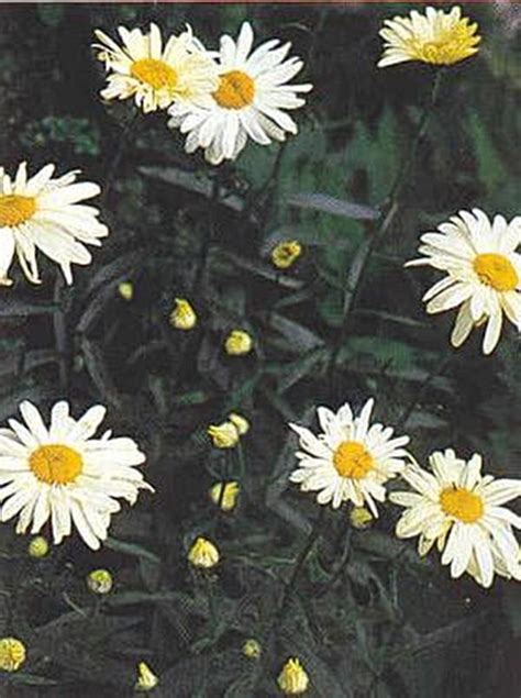 Leucanthemum Shasta Daisy Vulgare May Queen Perennial Seeds