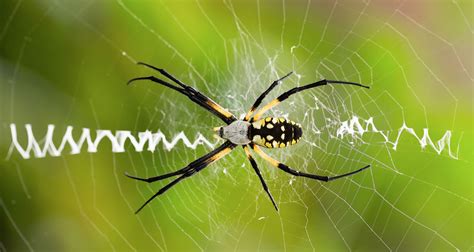 Orb-Weaver Spiders: Spooky Webs But Great For Pest Control - Farmers ...