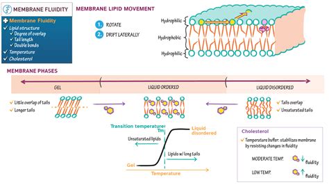 Cell Biology: Membrane Fluidity | ditki medical & biological sciences