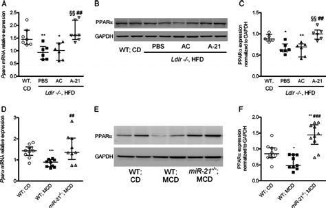 MicroRNA-21 (miR-21) inhibition or suppression restored liver ...