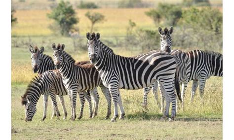 How 'eavesdropping' African herbivores respond to alarm calls