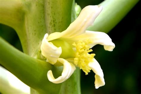 My little vegetable garden: Papaya flower, will it turn to fruit?