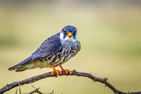 "Amur Falcon - Female" - Amur Falcon The Amur falcon (Falco amurensis) is a small raptor of the ...