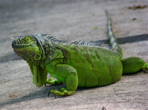 About Iguana | Iguana Guide | Iguana Tips: Some Myths about Green Iguanas