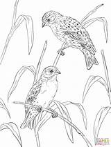 Atlantic Canaries coloring Page  Free Printable Coloring Pages sketch template
