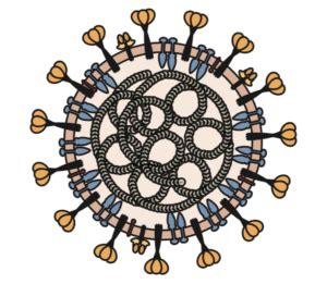 Novel human coronaviruses from pigs and dogs