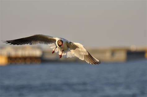 Free Images : water, wing, sky, seabird, flying, seagull, gull, beak ...