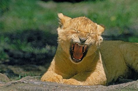 Baby Lion cub crying stock image. Image of wild, king - 4274065