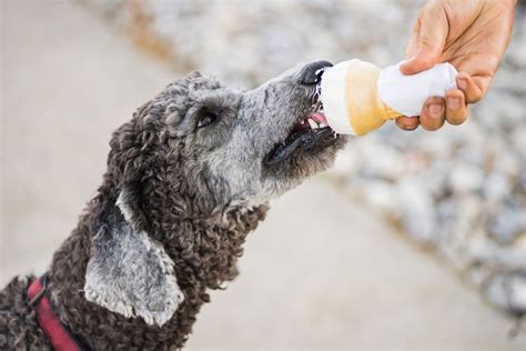 Can Dogs Eat Ice Cream?