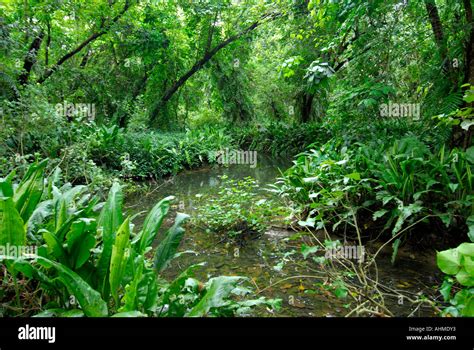 BIRD SANCTUARY KUMARAKOM KERALA Stock Photo - Alamy