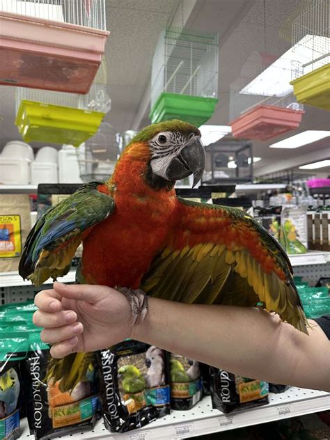 7 Month Old Flame X Harlequin Macaw for Sale