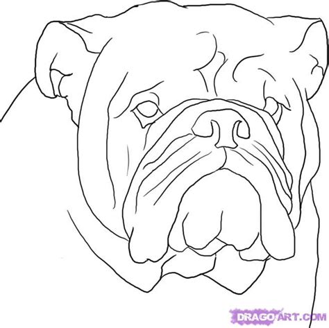 Easy Bulldog Drawing at GetDrawings | Free download