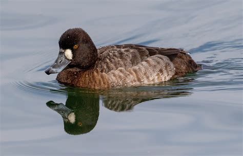 Lesser Scaup | San Diego Bird Spot