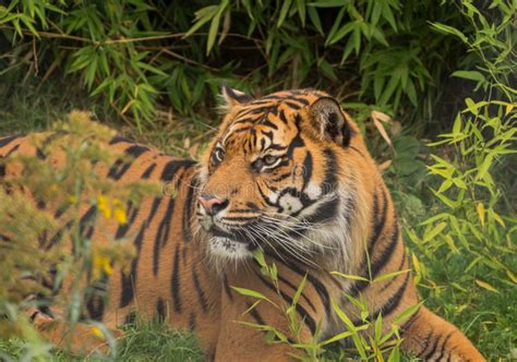 174 Sumatran Tiger Roar Photos - Free & Royalty-Free Stock Photos from ...