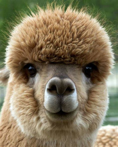 creation | Cute alpaca, Smiling animals, Alpaca pictures