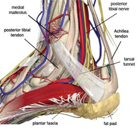 Tarsal Tunnel Syndrome - Foot & Ankle - Orthobullets