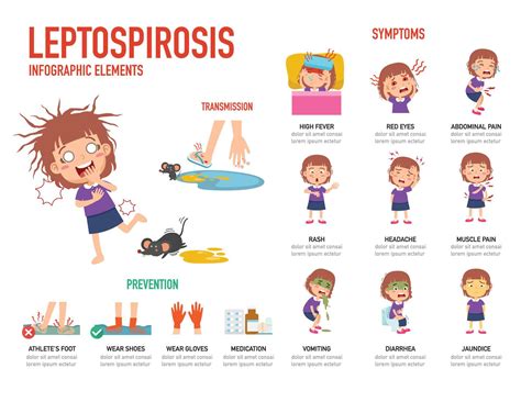 Leptospirosis symptoms and prevention infographic vector illustration 3793711 Vector Art at Vecteezy