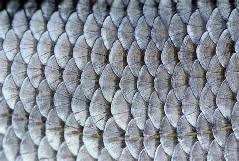 Fish scale-inspired body armor combines toughness and flexibility ...