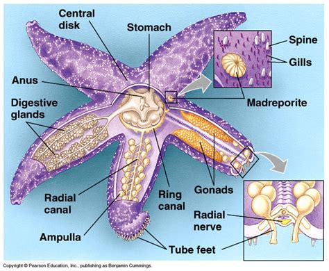 Class Asteroidea Diagram | Quizlet