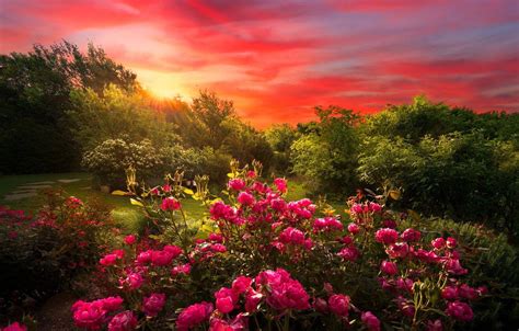 Rose Garden HD Wallpapers - Top Free Rose Garden HD Backgrounds - WallpaperAccess