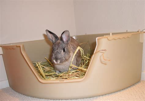 Best Rabbit Litter Boxes - Adopt a Rabbit