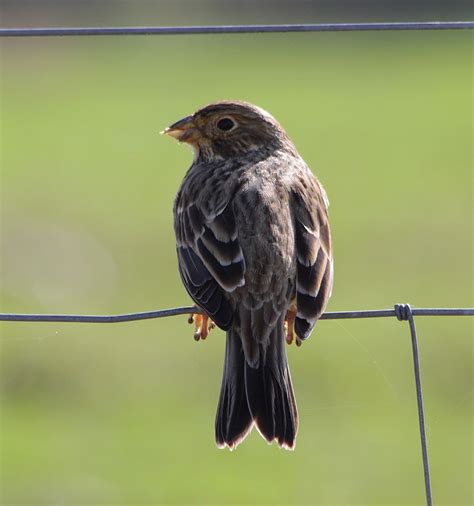 Corn Bunting | Corn Bunting (Emberiza calandra) Benquericia … | Flickr