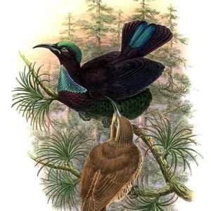 Victoria's riflebird - Facts, Diet, Habitat & Pictures on Animalia.bio