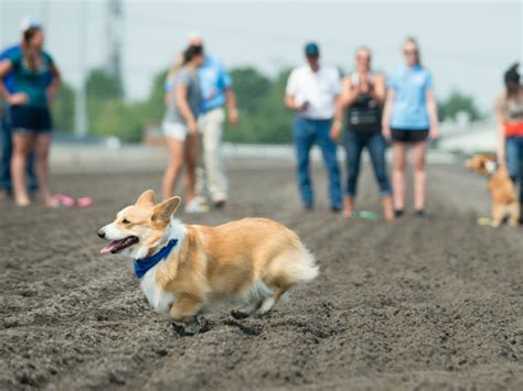 28 Amazing Scenes From the First Annual Corgi Races at Emerald Downs ...