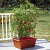 All-in-One Tomato Success Kit | The Green Head