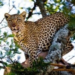 Everything You Need To Know About Black Leopards | Adopt an Animal