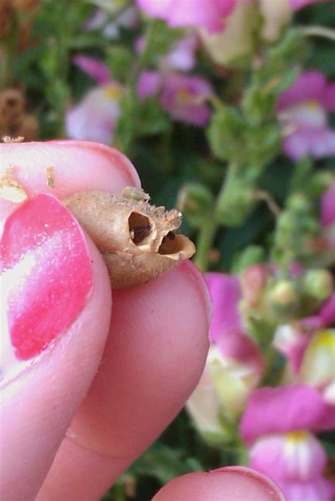 Collecting Snapdragon Seeds (Tips for Harvesting & Saving) - Bunny's Garden