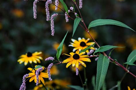 Black-Eyed Susan Bouquet Photograph by Josephine Sullivan - Fine Art ...