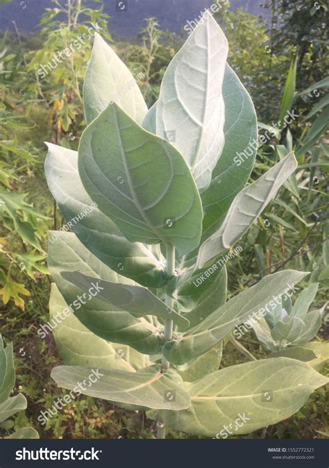 Aak Plant Ayurveda Herbkathmandupokhara Palpa Dhauagiri Stock Photo ...