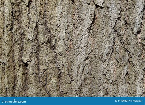 Closeup of the Rough Bark of a Mature Eastern Hemlock Tree Stock Image ...