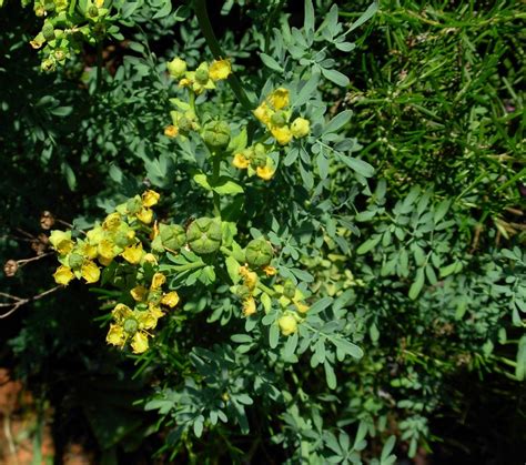 Seeds Ruta Graveolens Fragrant Seeds Herbs Rue Organic - Etsy