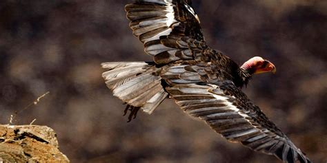 Wildlife Researchers Identify 'Virgin Births' in California Condors - Business Insider