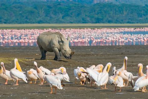 Lake Nakuru National Park | Join Up Safaris