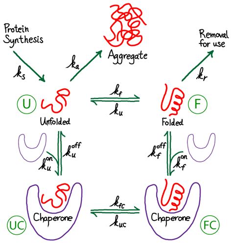 Chaperone-aided Protein Folding | Physical Lens on the Cell