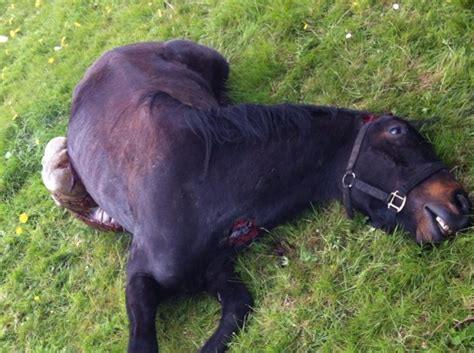 Graphic images show horse's mauled body in North Dublin · TheJournal.ie