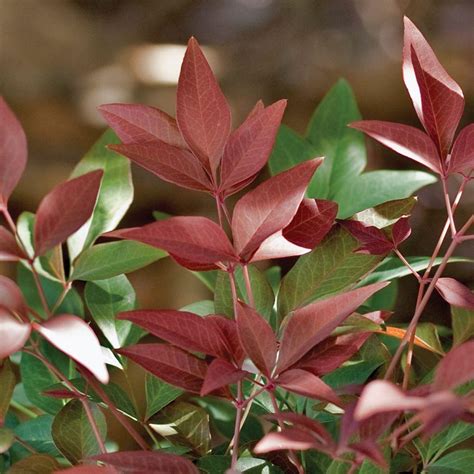 Southern Living Plant Collection 2 Gal. Obsession Nandina, Live Evergreen Shrub, Brilliant-Red ...