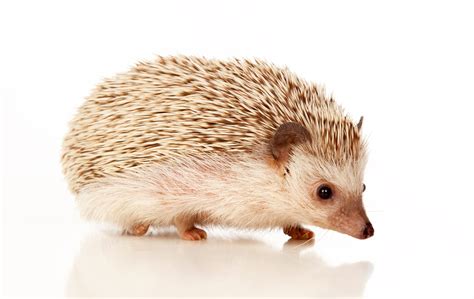 8 Best Hedgehog Cages (Reviews & Recommendations) | SmartPet