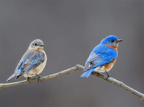 Female Eastern Bluebirds (Male vs Female Identification… | Birdfact