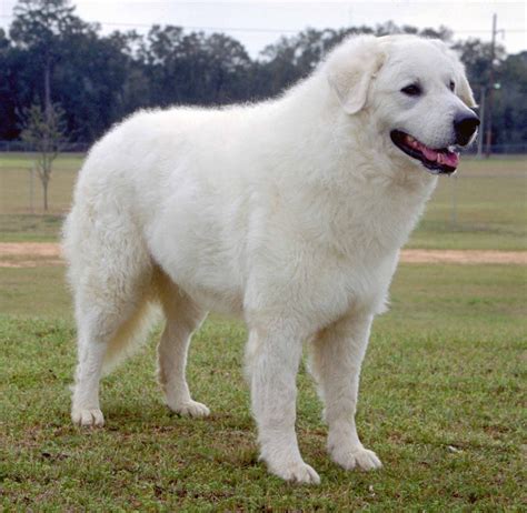 Cães & Cães: Kuvasz - 06