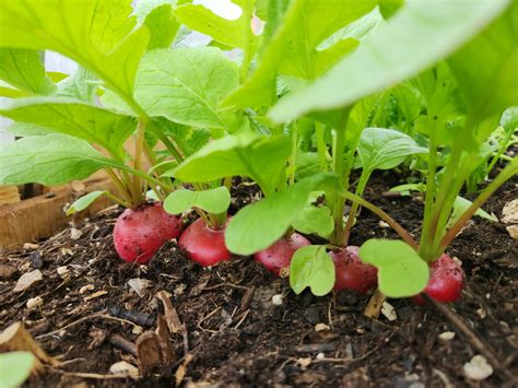 Radish Plant Growth Stages